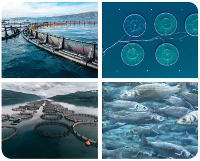 hjagrifeed Hydrolyzed Yeast Extract For Aquaculture hjagrifeed Hydrolyzed Yeast Extract For Aquaculture