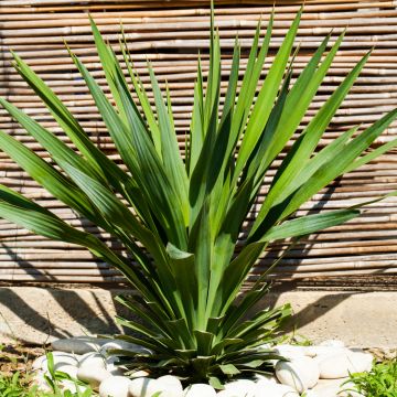 Chiết xuất Yucca Lợi ích to lớn