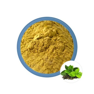 Bột chiết xuất trà xanh số lượng lớn